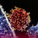 ¿Existe vacuna contra el virus Nipah? OMS da detalles