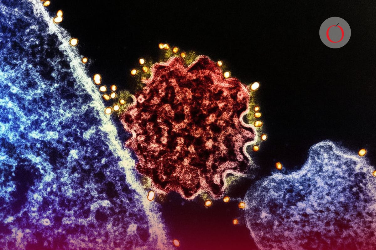 ¿Existe vacuna contra el virus Nipah? OMS da detalles