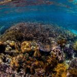 "Ampliando la Protección Marina: El Nuevo Acuerdo de Alto Nivel Lleva a Los Océanos un Pasaporte Seguridad"