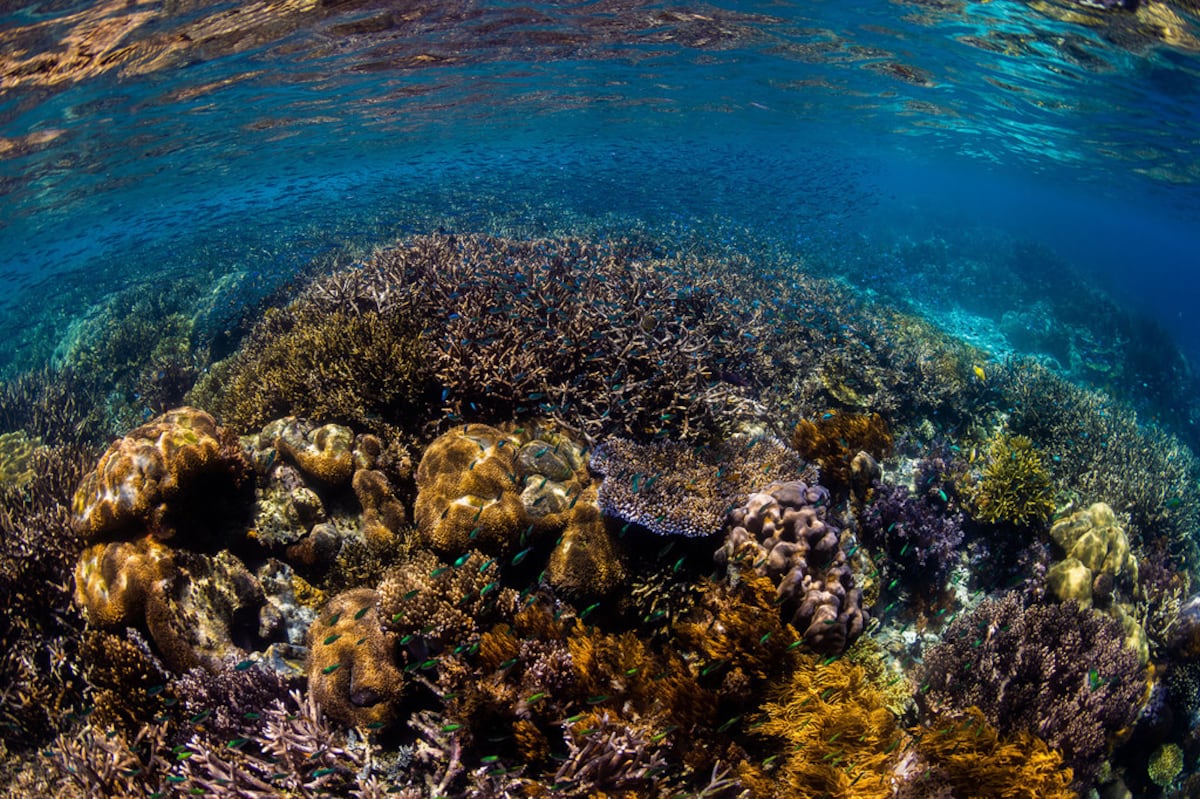 "Ampliando la Protección Marina: El Nuevo Acuerdo de Alto Nivel Lleva a Los Océanos un Pasaporte Seguridad"