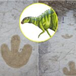 ¿Cómo se llama el municipio de Oaxaca donde existieron dinosaurios?