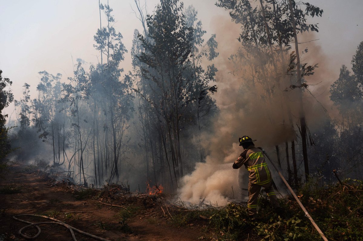 Chile: suman más de mil hectáreas arrasadas por incendios forestales; ordenan evacuaciones